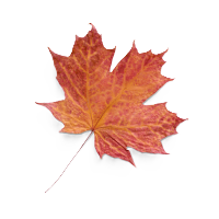 feuille d'automne