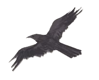 illustration d'un oiseau