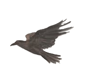 illustration d'un oiseau